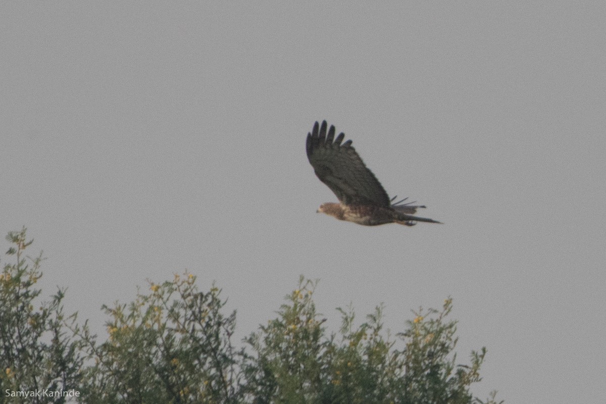 Oriental Honey-buzzard - ML122405461