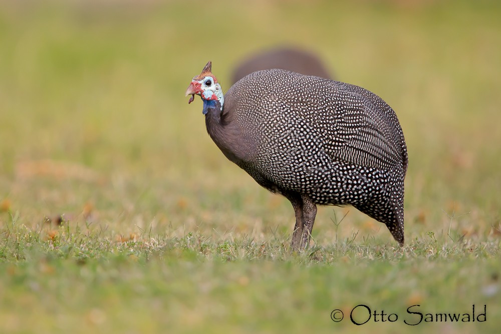 Helmeted Guineafowl - Otto Samwald