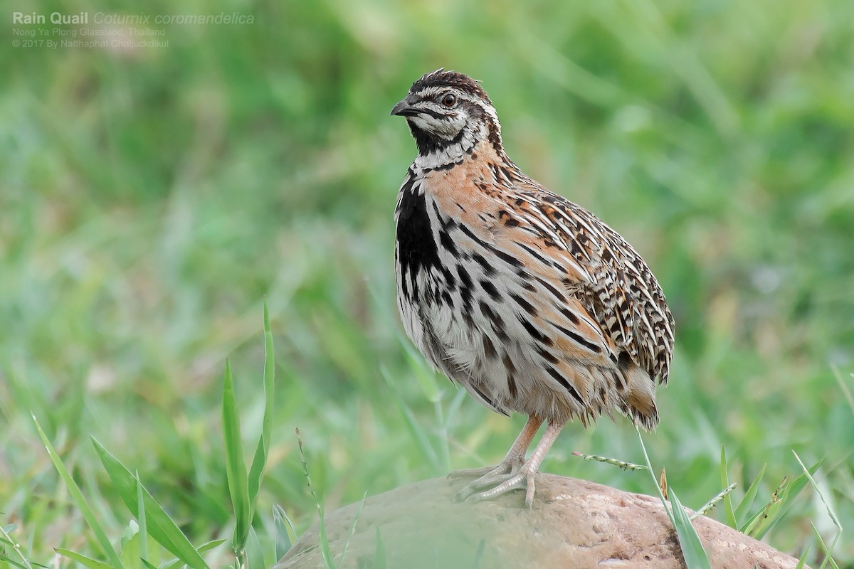 Rain Quail - ML122405911