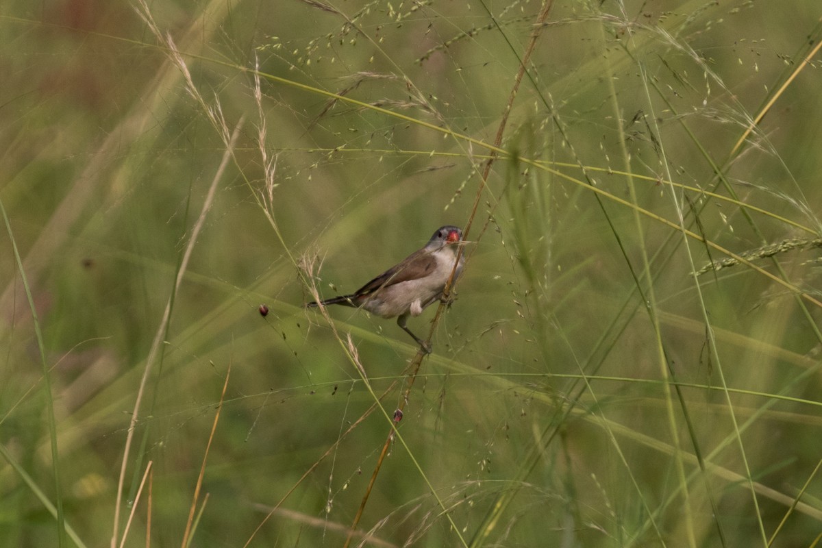 Fawn-breasted Waxbill (Fawn-breasted) - ML122406731