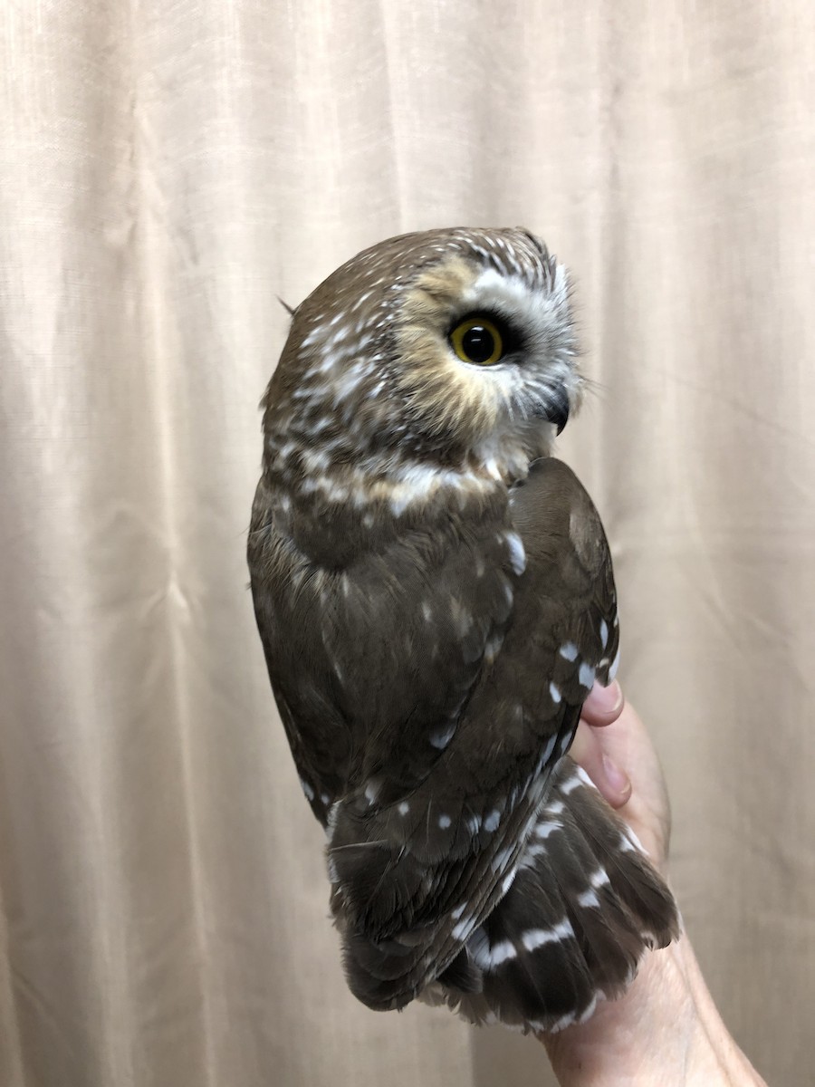 Northern Saw-whet Owl - ML122406951