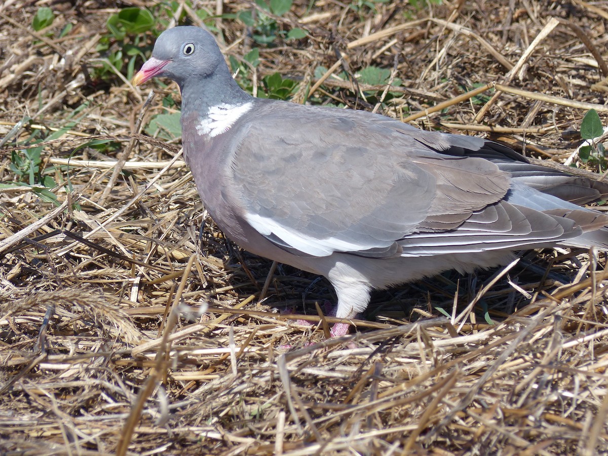 Common Wood-Pigeon - ML122407551