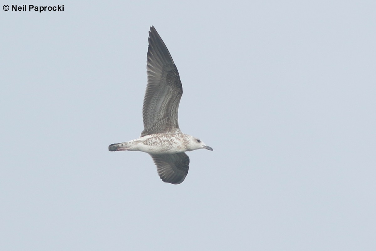 Gaviota Sombría - ML122408411