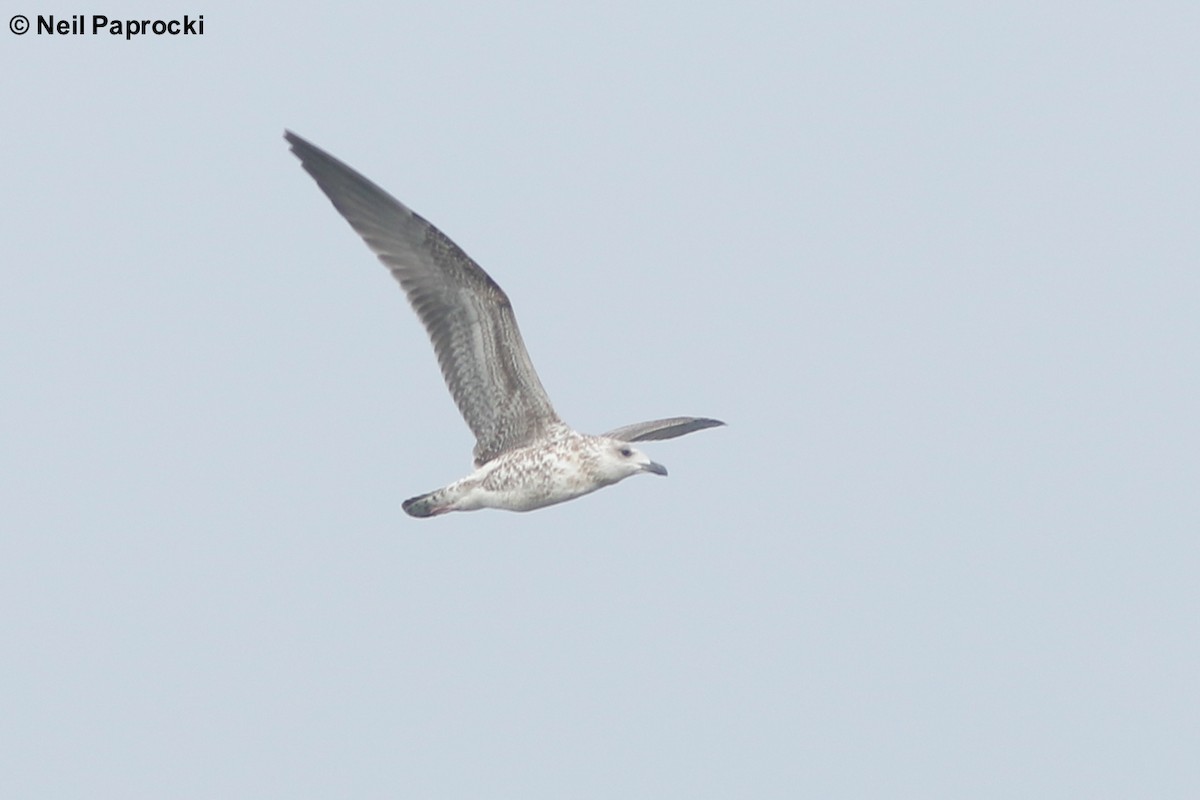 Gaviota Sombría - ML122408421