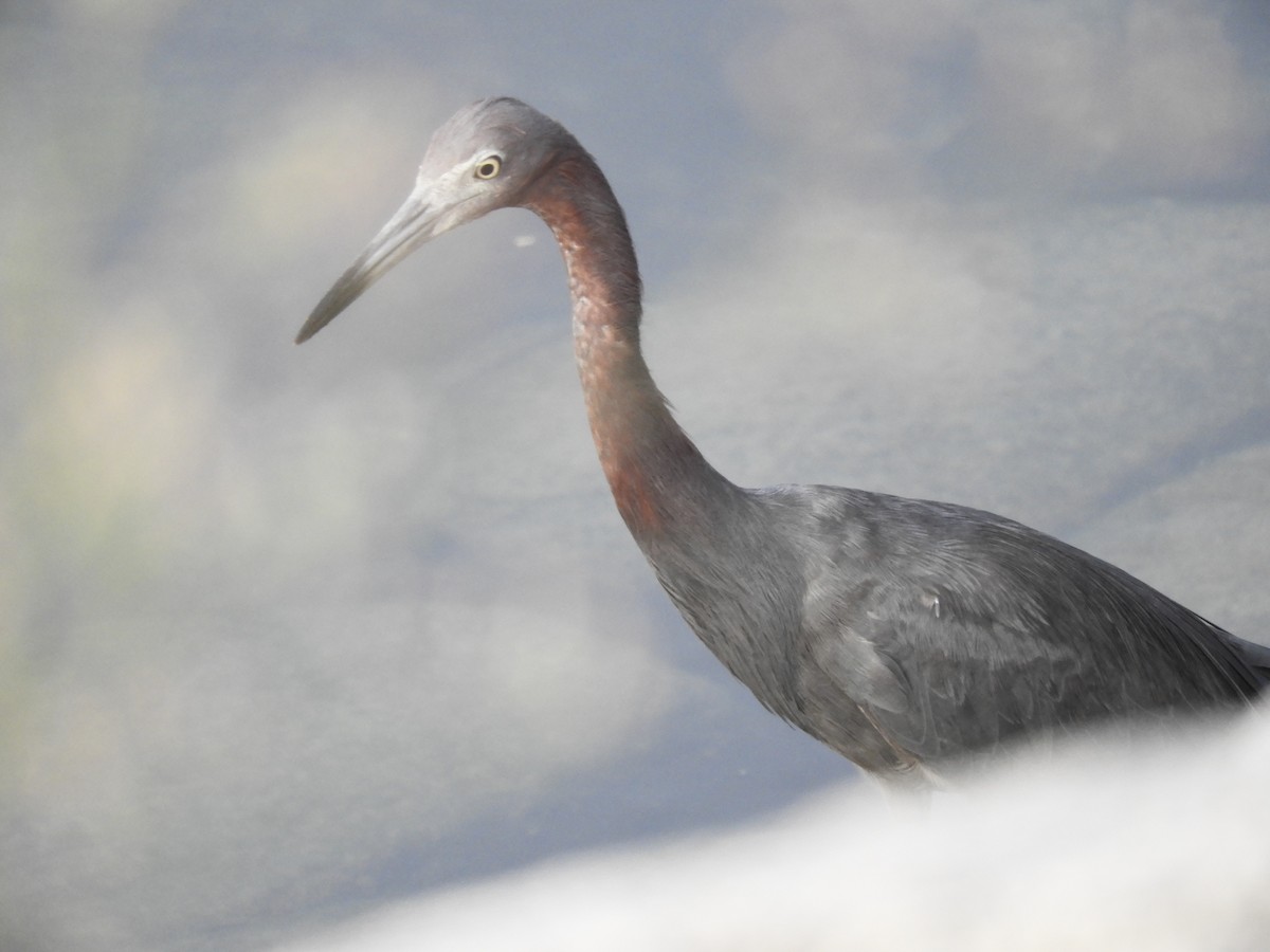 Reddish Egret - ML122408891