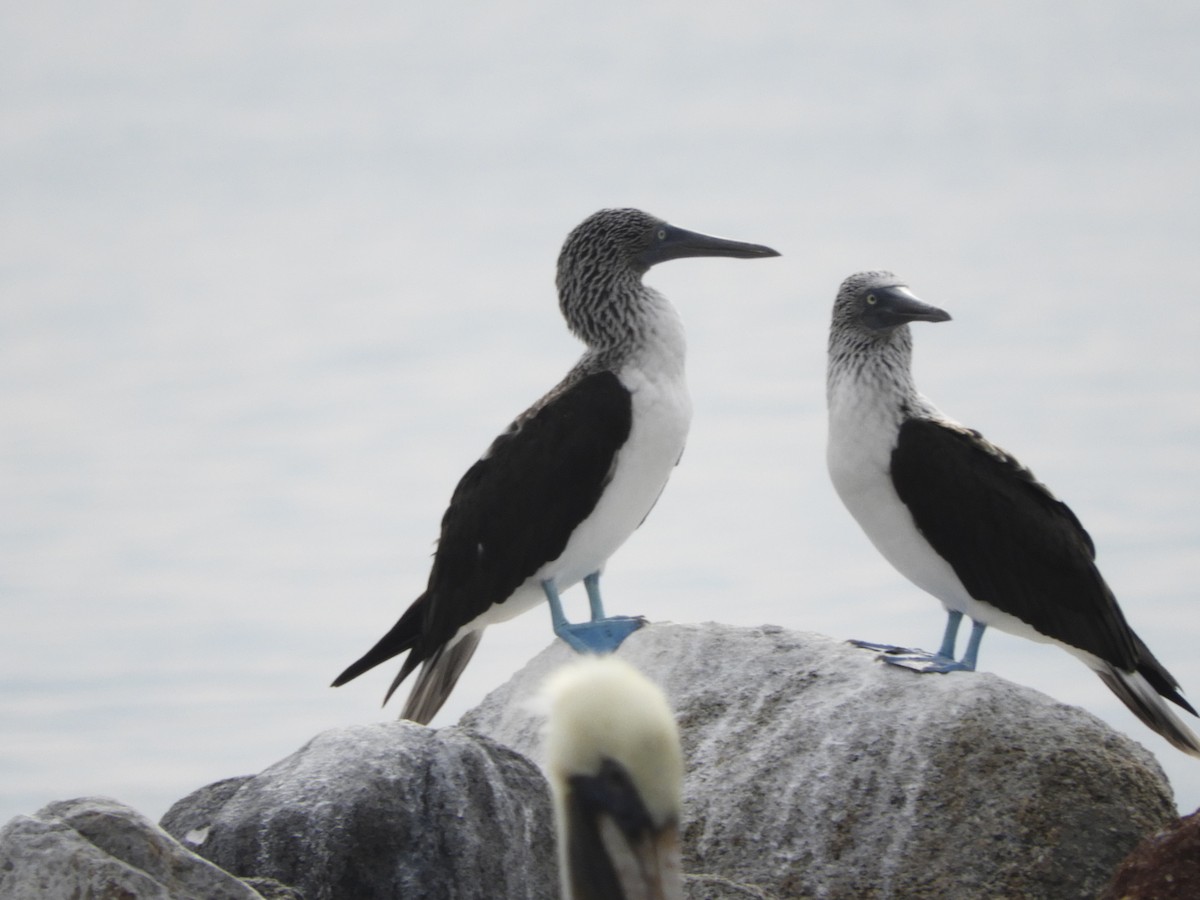 Blue-footed Booby - ML122409031
