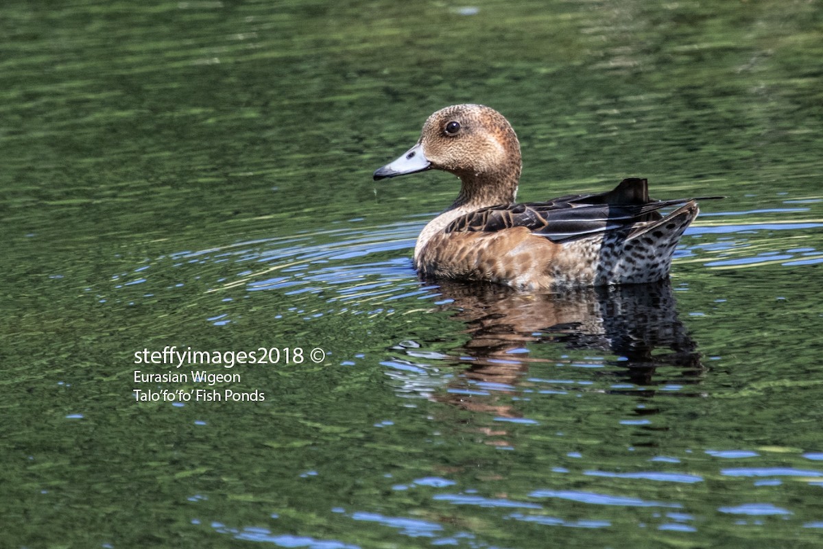 Eurasian Wigeon - ML122410001