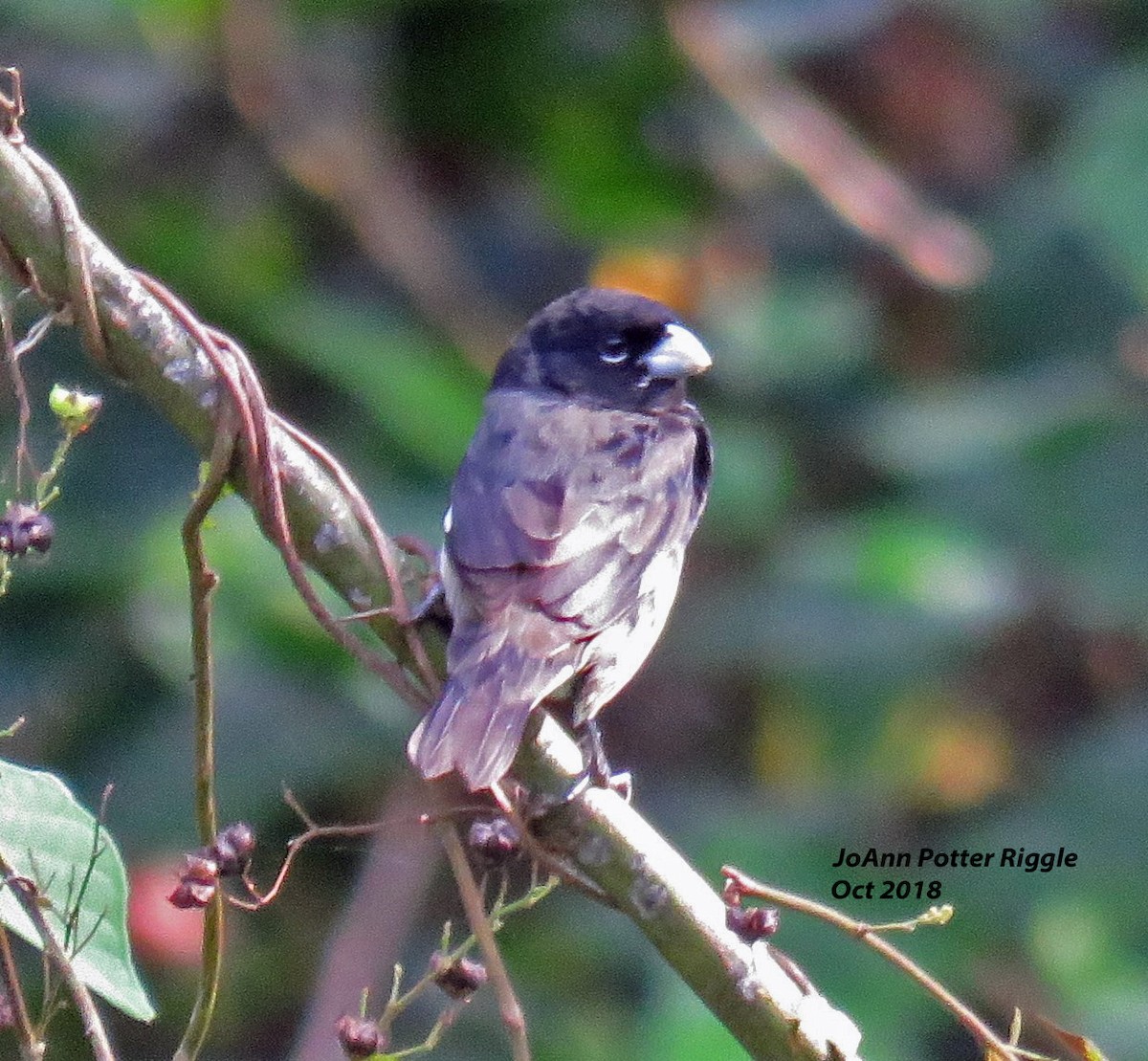 Black-and-white Seedeater - ML122411551