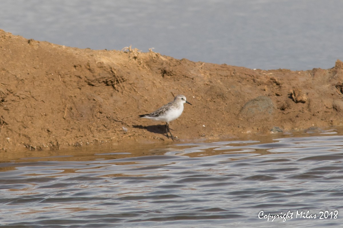 Little Stint - Milas Santos