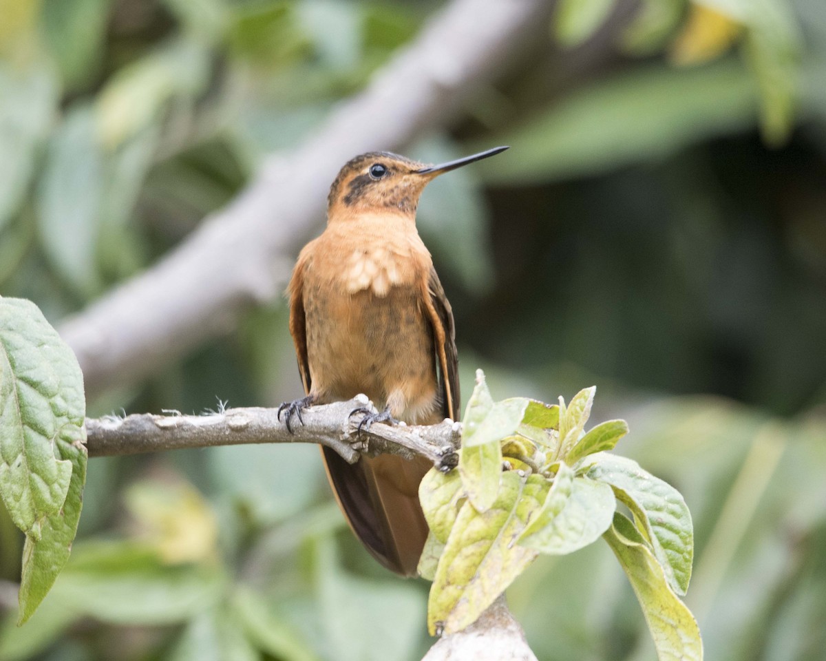 kolibřík duhovohřbetý - ML122413741