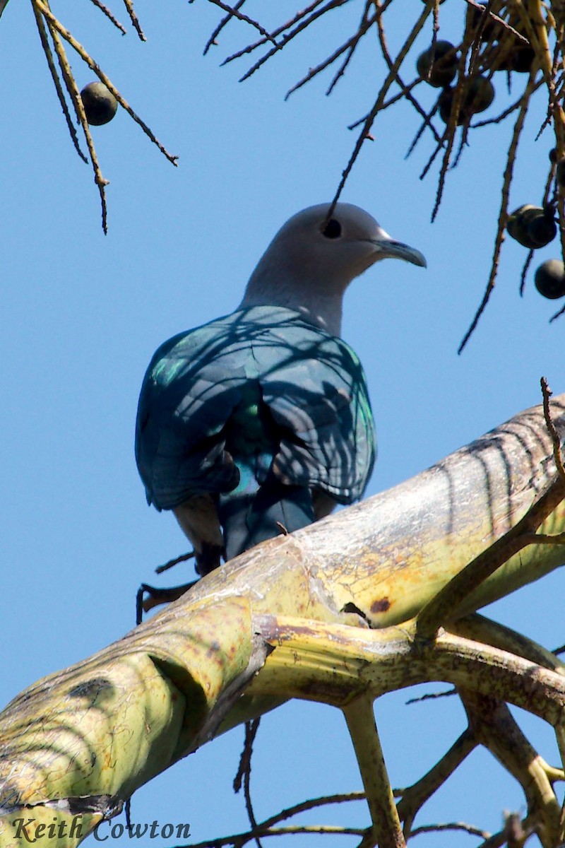 Green Imperial-Pigeon - Keith Cowton