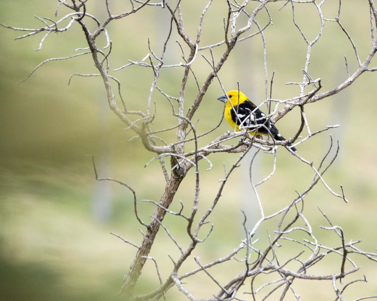 Golden Grosbeak - ML122414381