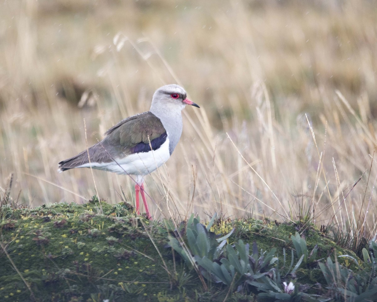 Andean Lapwing - ML122415561