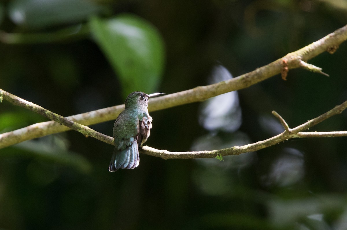 Crowned Woodnymph - ML122417311