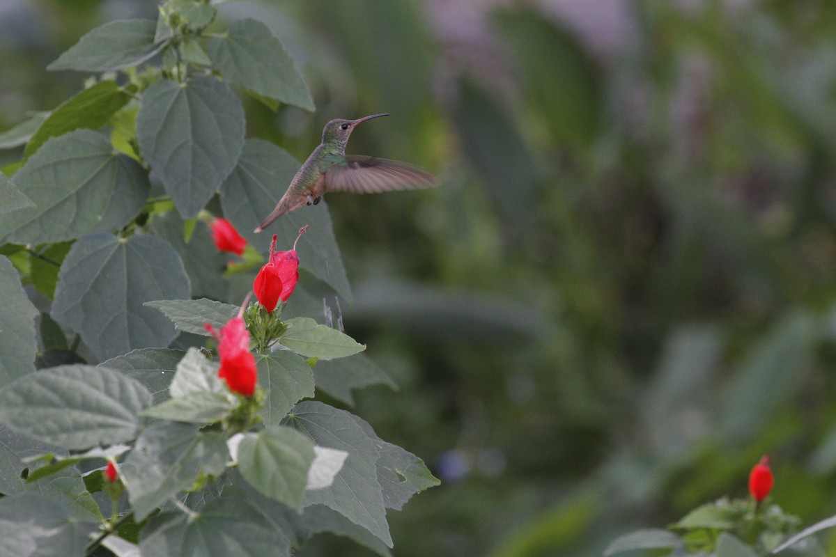 kolibřík yukatanský - ML122417341