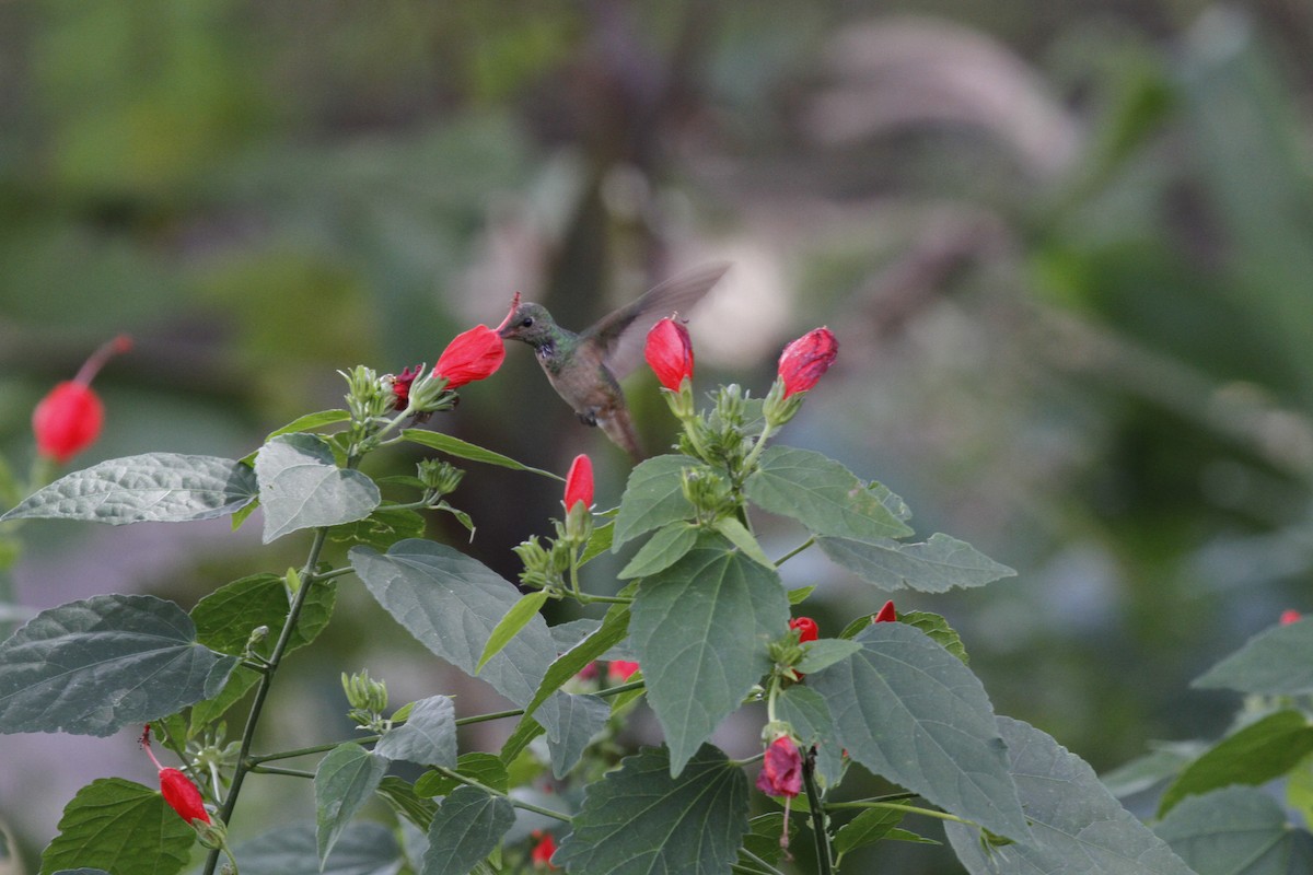 kolibřík yukatanský - ML122417351