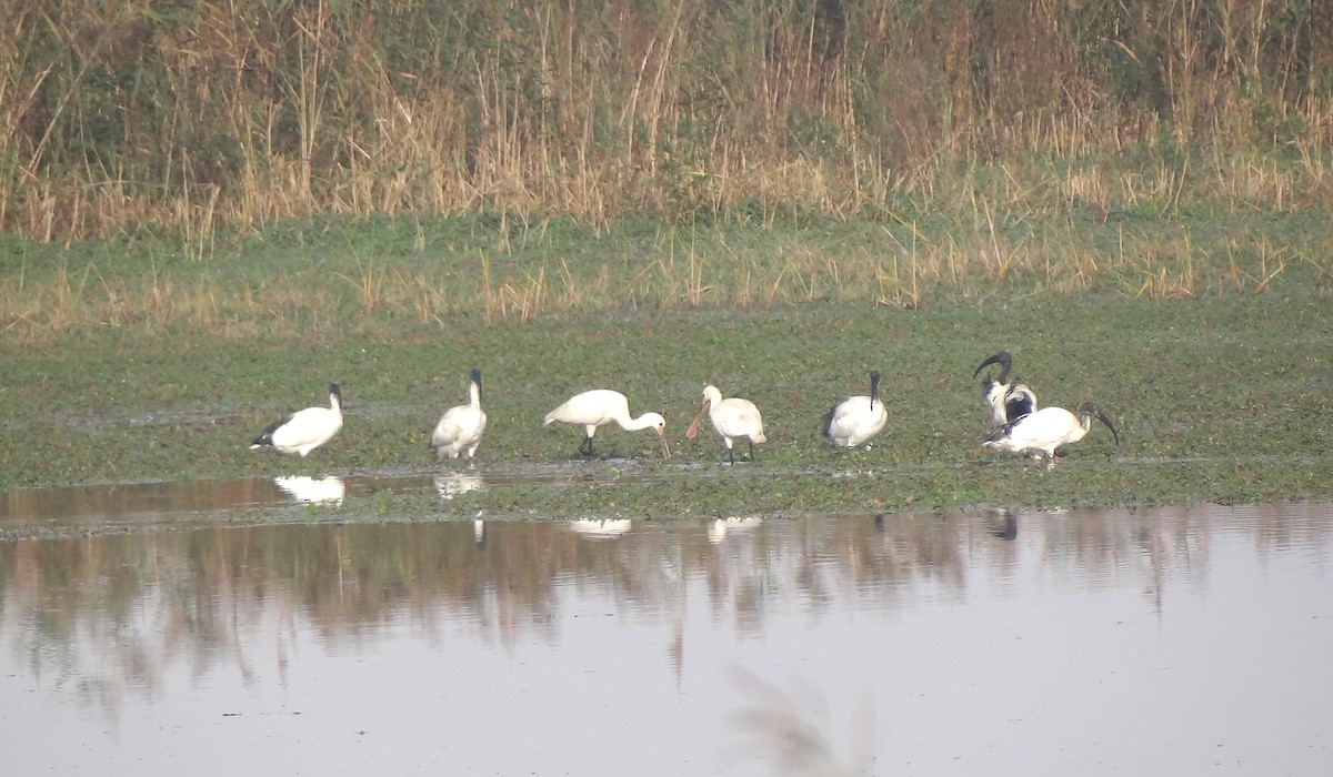 Eurasian Spoonbill - ML122417521