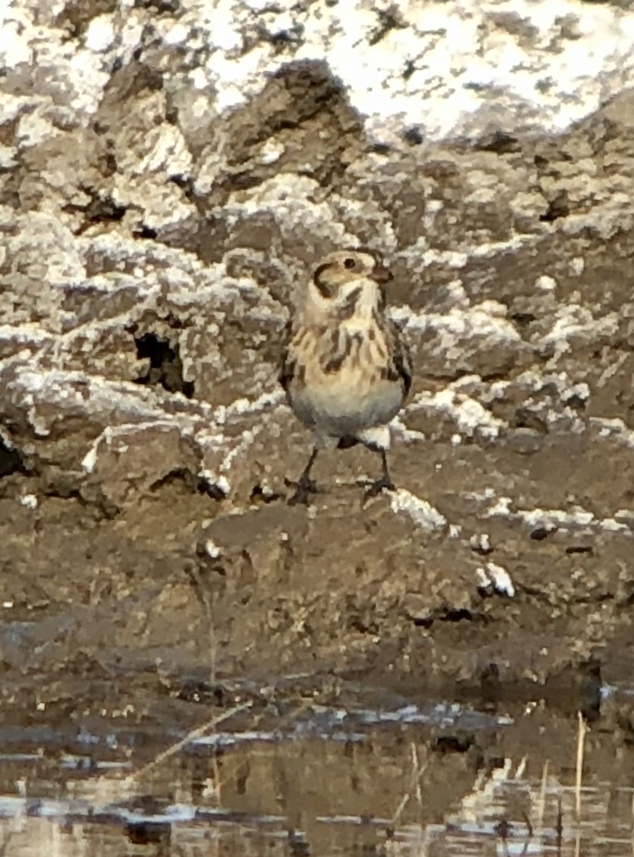 Lapland Longspur - ML122419191