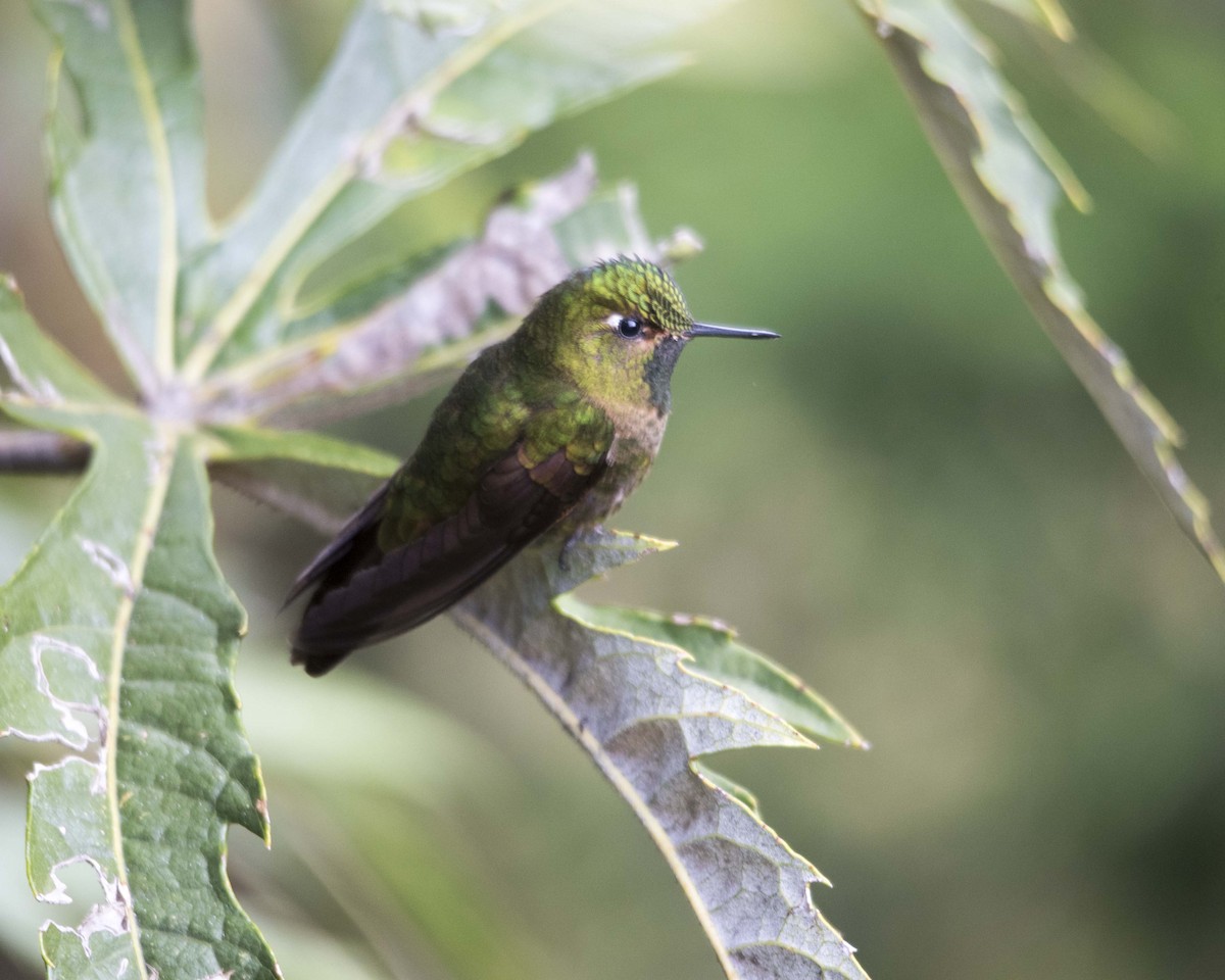 kolibřík dřišťálový - ML122420101