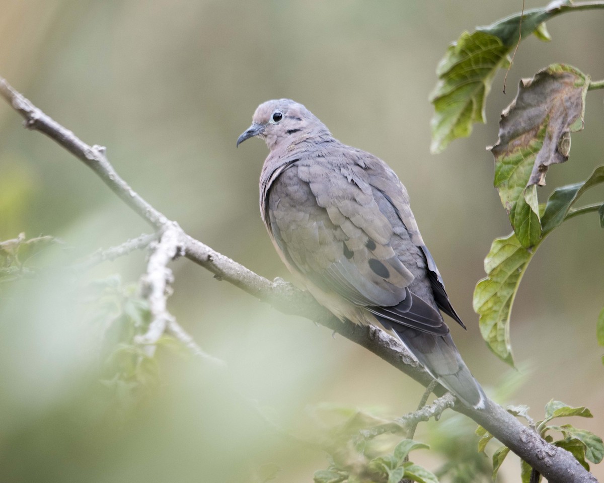 Eared Dove - ML122420261