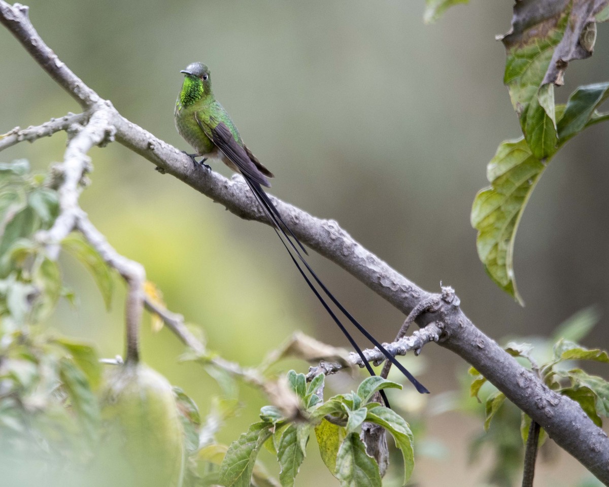 Black-tailed Trainbearer - ML122420491