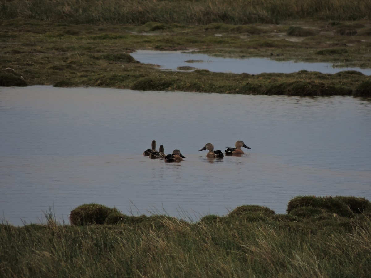 Red Shoveler - ML122421051