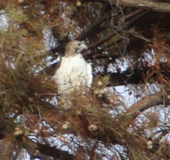 Red-tailed Hawk - ML122422341