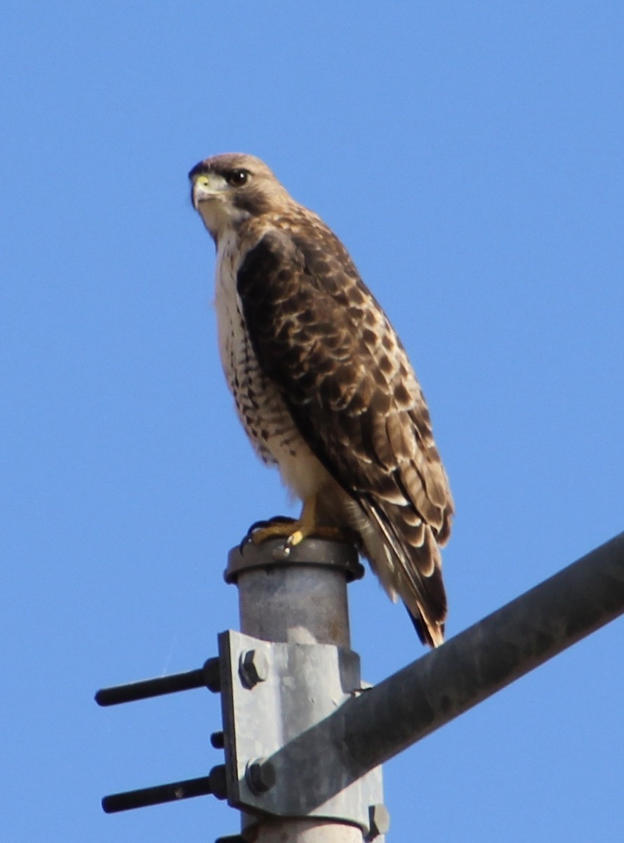 Red-tailed Hawk - Stacy Elliott