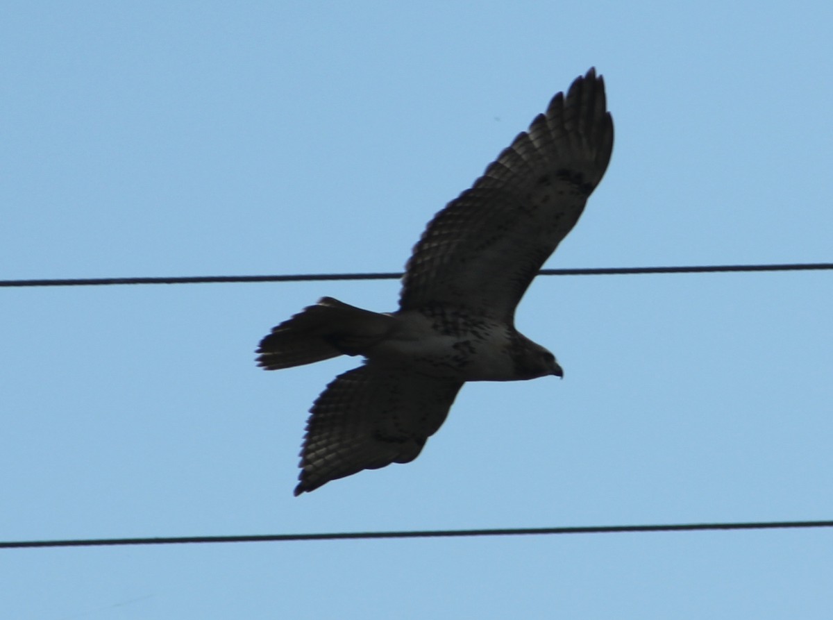 Red-tailed Hawk - ML122422381
