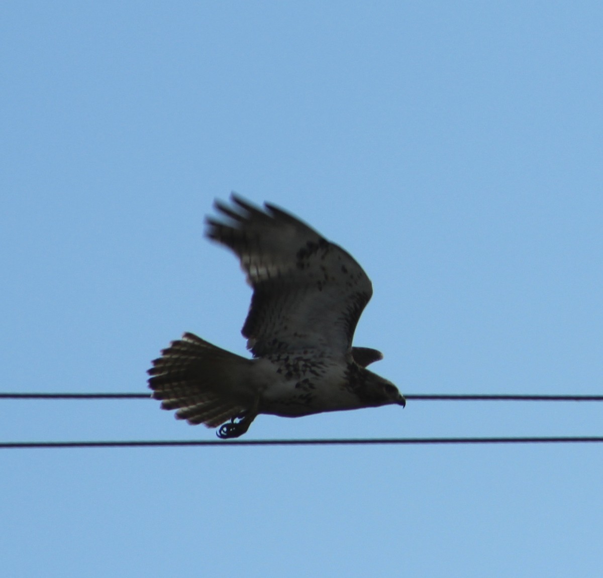 Red-tailed Hawk - ML122422391