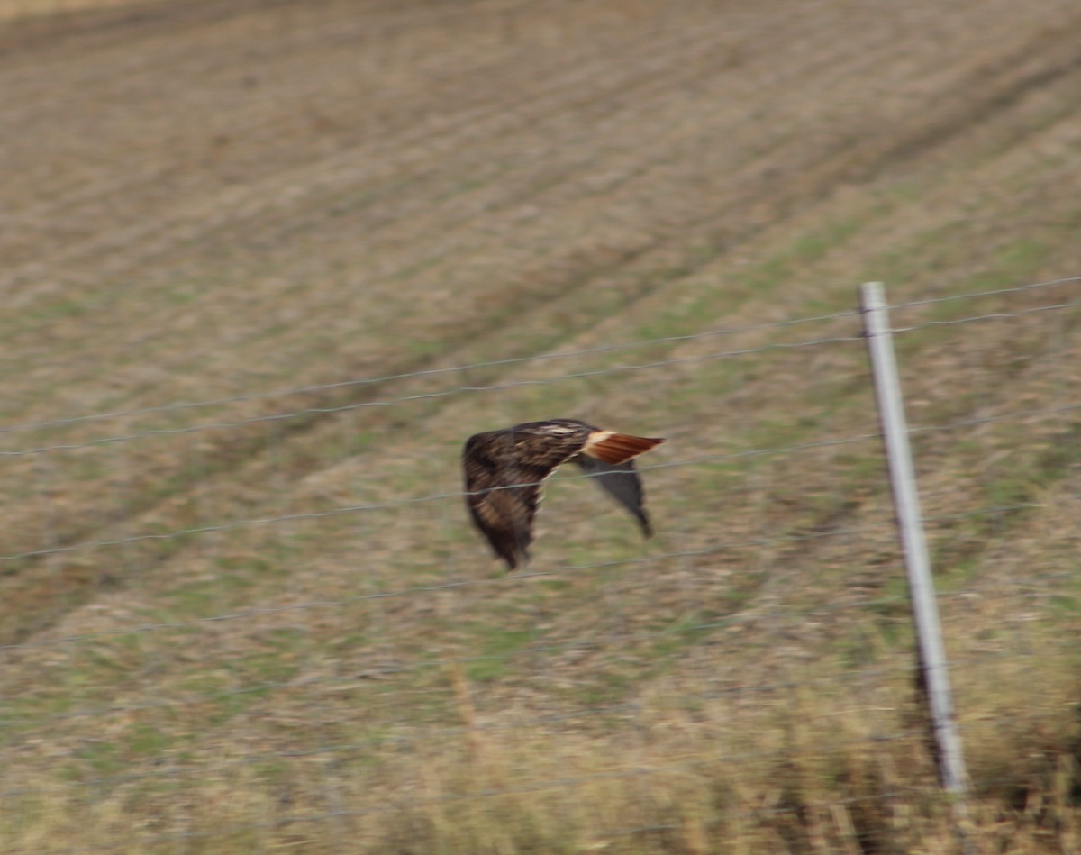 Red-tailed Hawk - ML122422421