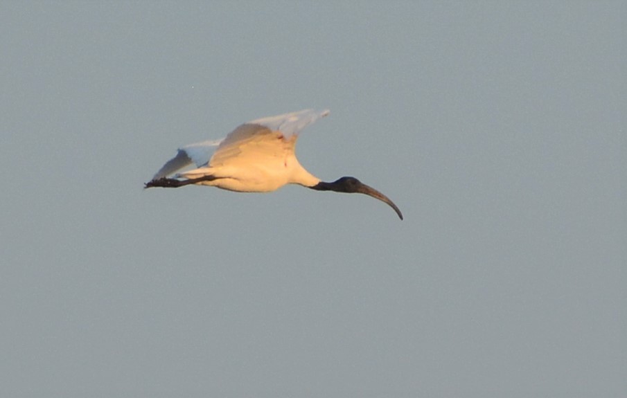 Black-headed Ibis - Arun Varghese