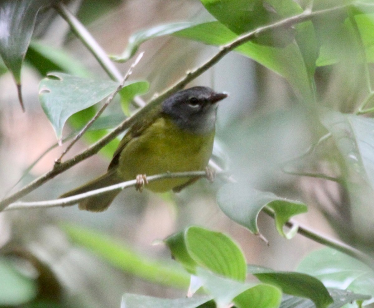 White-lored Warbler - ML122426891
