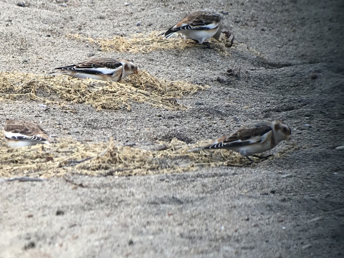 Snow Bunting - ML122428391