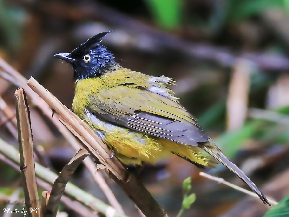 Black-crested Bulbul - ML122429441