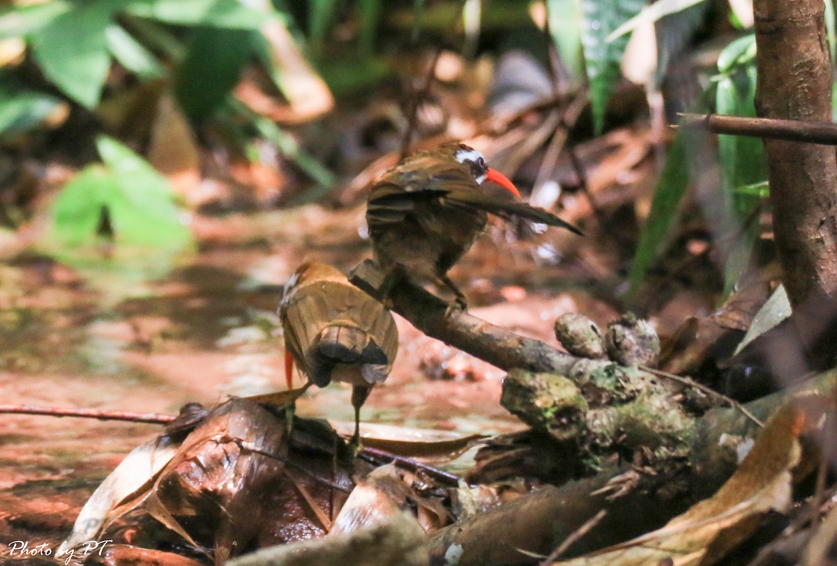Red-billed Scimitar-Babbler - ML122429951