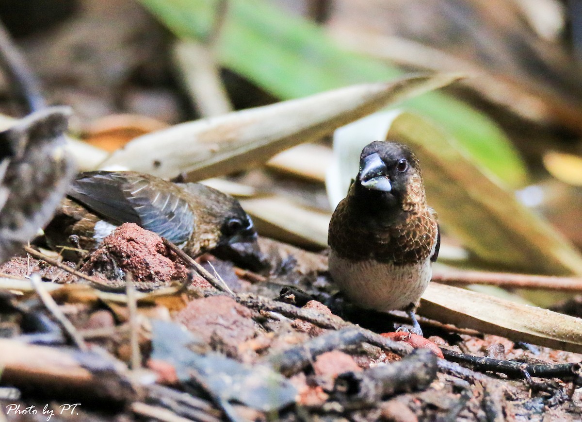 panenka bronzová - ML122430171