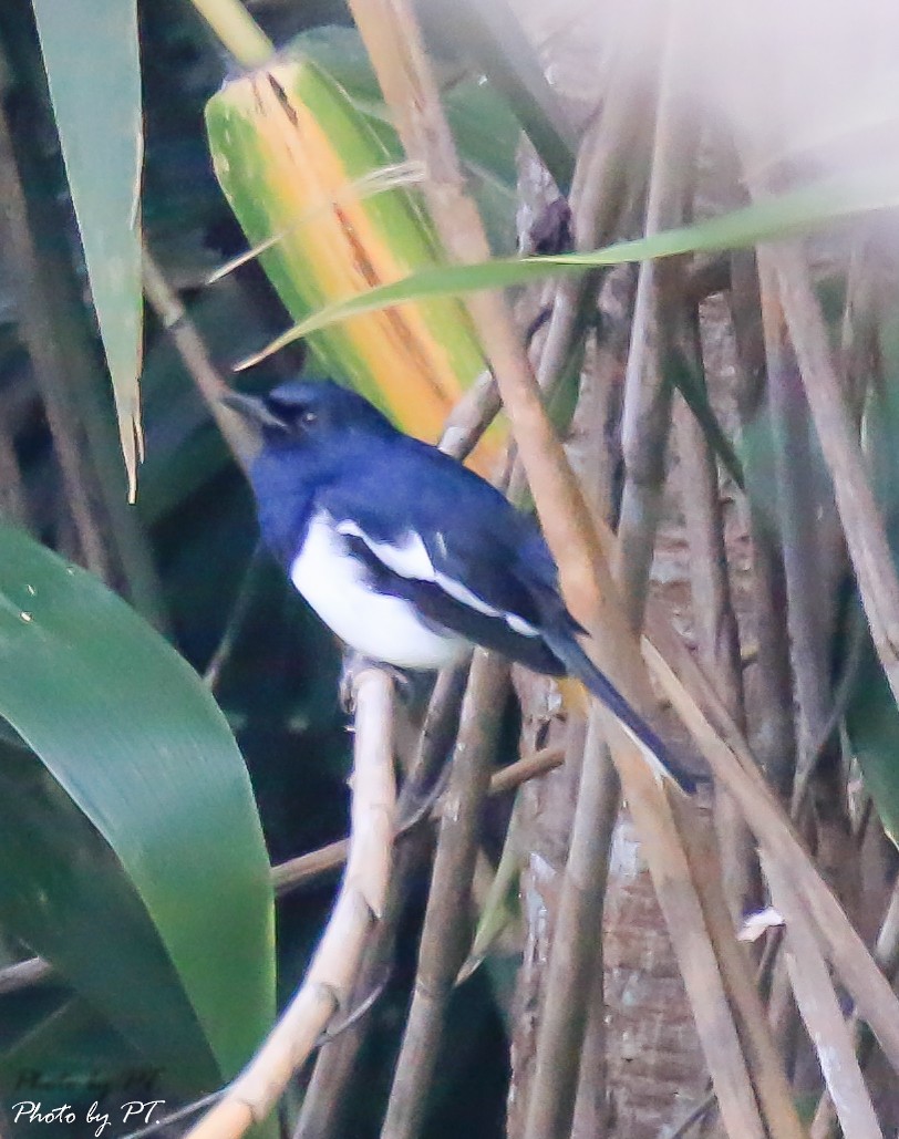 Oriental Magpie-Robin - ML122430911