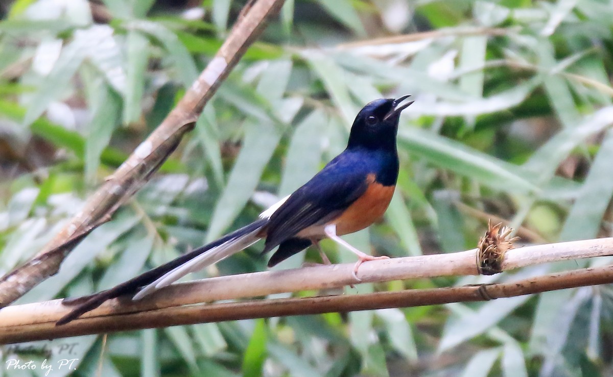 White-rumped Shama - ML122431051