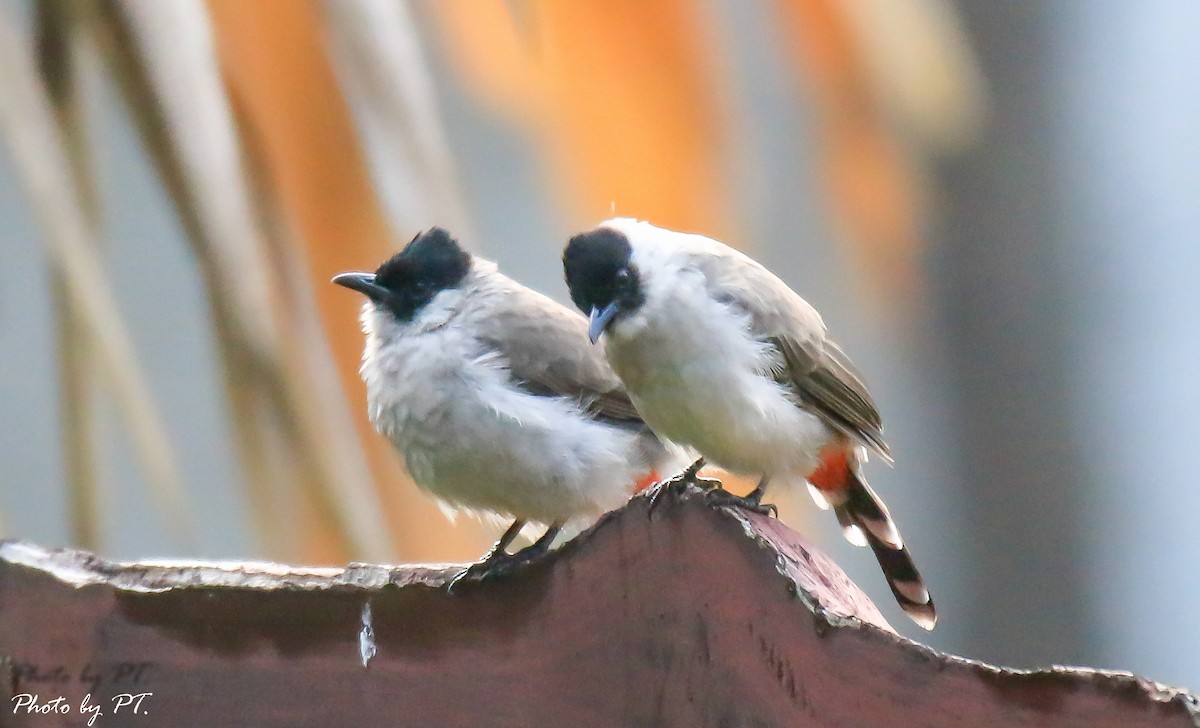 Sooty-headed Bulbul - ML122431191