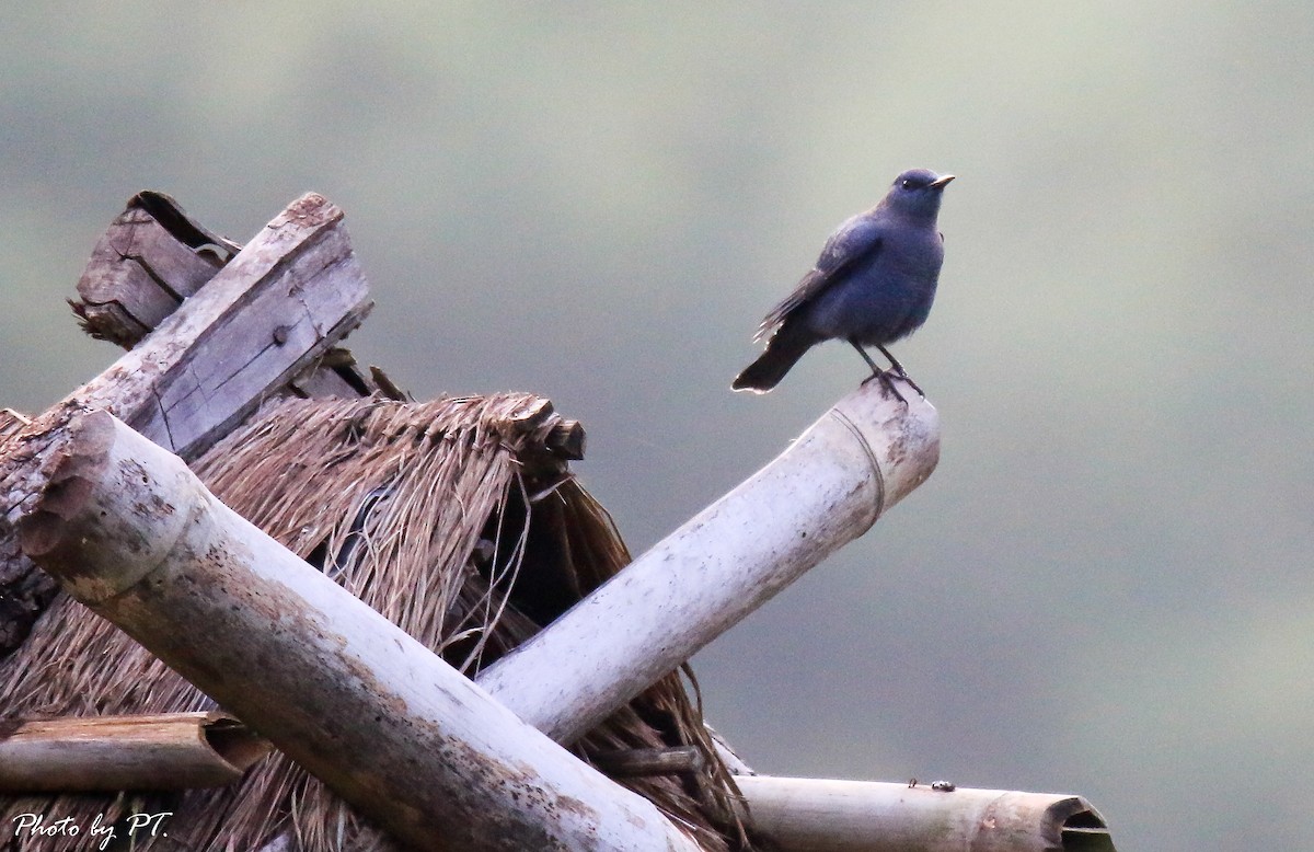 skalník modrý - ML122431841