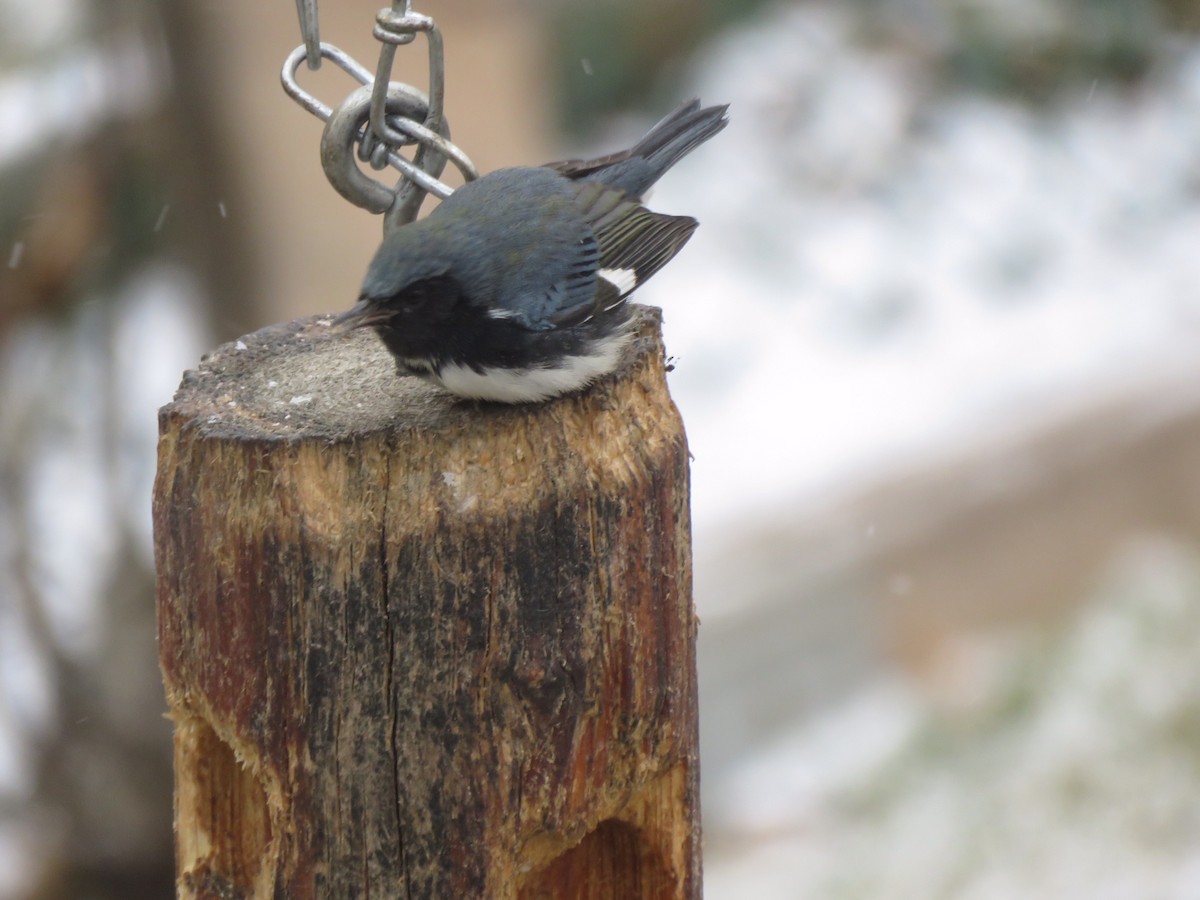 Black-throated Blue Warbler - ML122432551