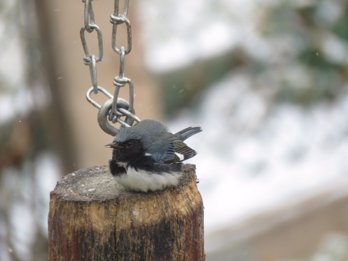 Black-throated Blue Warbler - ML122432601