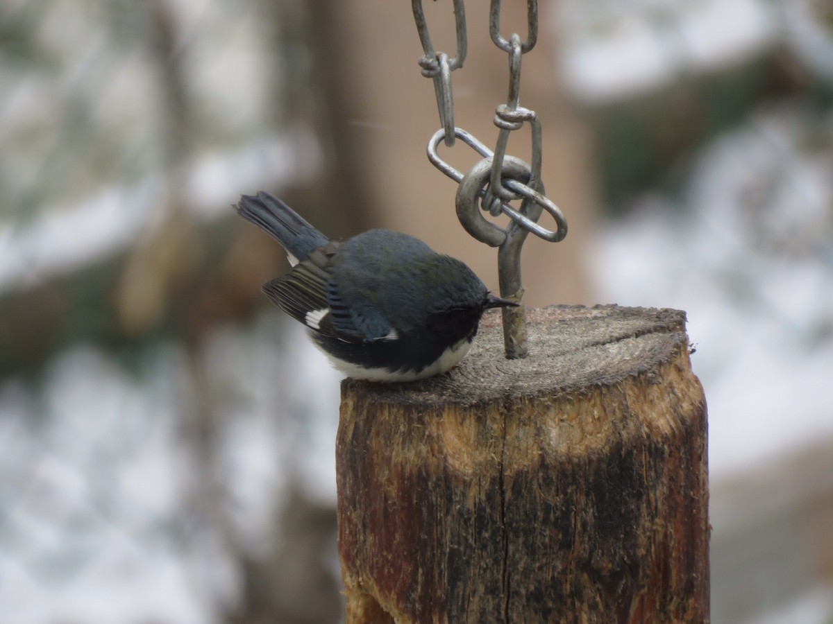 Black-throated Blue Warbler - ML122432611