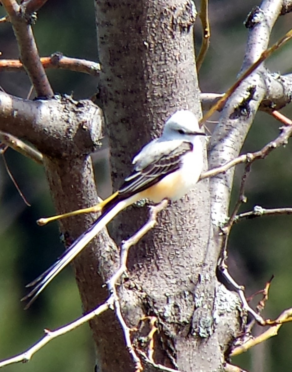 Scissor-tailed Flycatcher - ML122432721