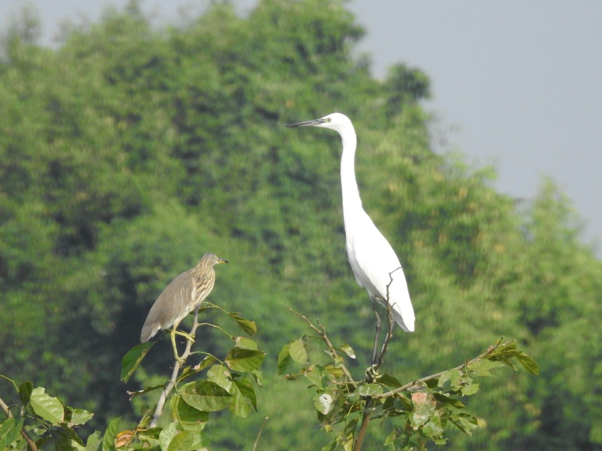 Little Egret - ML122433391