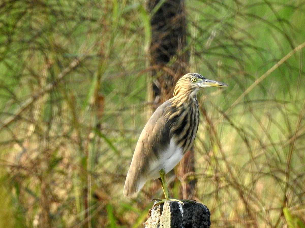 Indian Pond-Heron - ML122433441