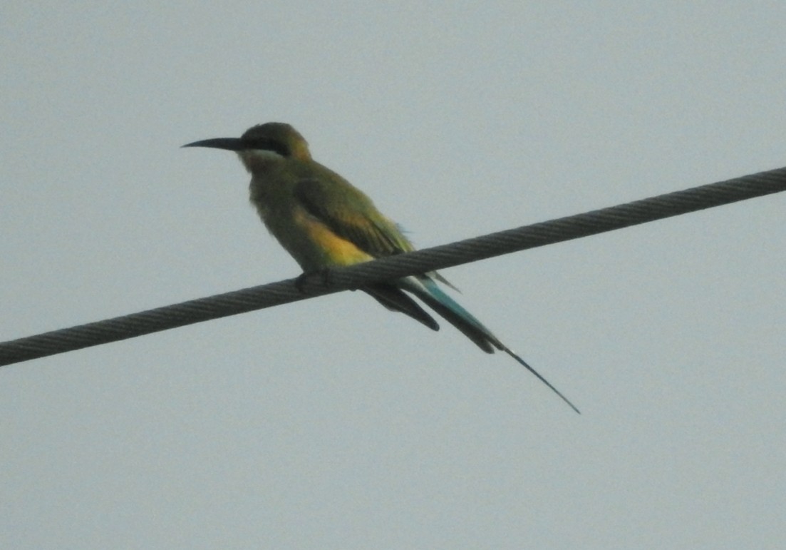 Blue-tailed Bee-eater - ML122433901