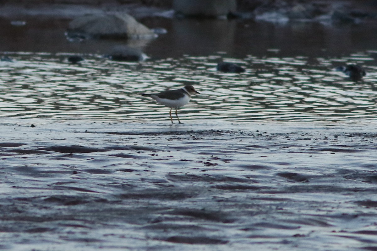 Little Ringed Plover - ML122434191