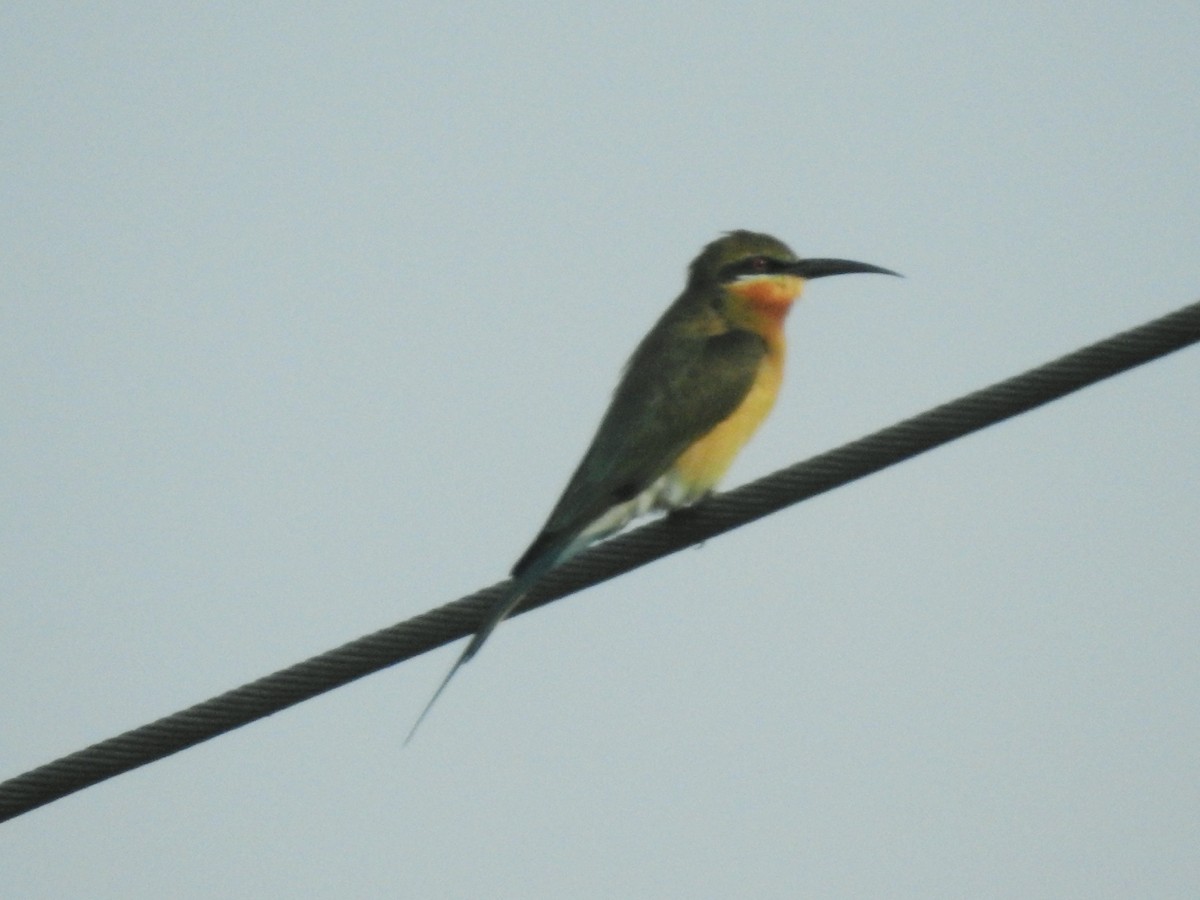 Blue-tailed Bee-eater - ML122434381